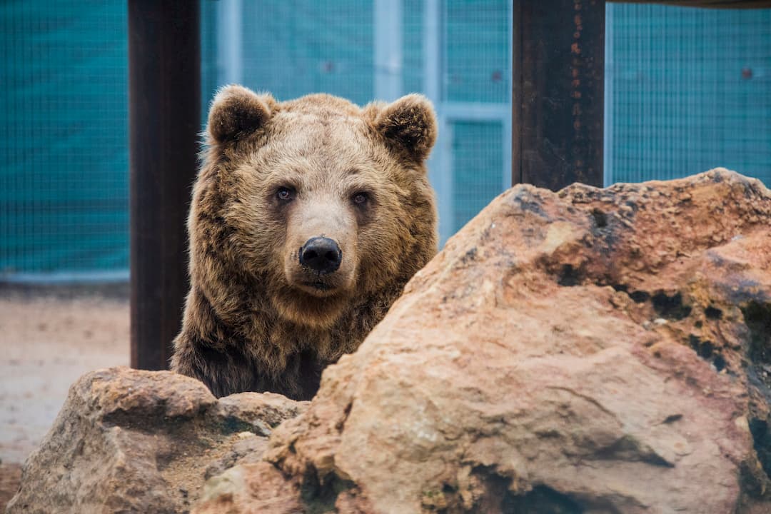 Quel Animal Vit Dans Une Tanière