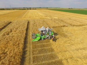 syngenta